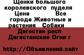 Щенки большого (королевского) пуделя › Цена ­ 25 000 - Все города Животные и растения » Собаки   . Дагестан респ.,Дагестанские Огни г.